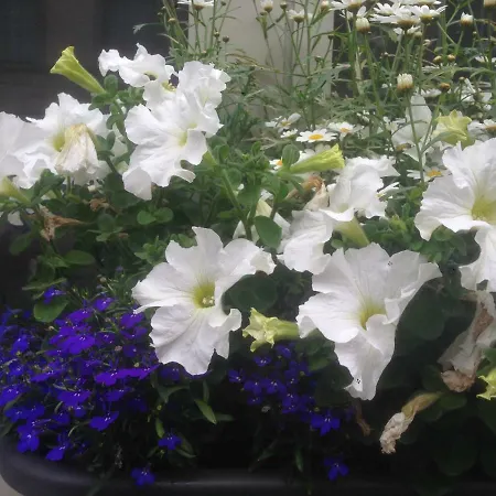 1,2,trois...le Roi Vakantiehuis